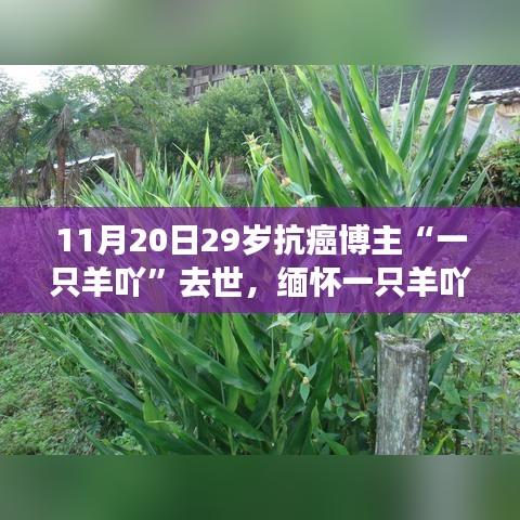 缅怀抗癌博主一只羊吖，生命的坚韧光辉虽逝犹存，永恒纪念逝世一周年纪念日