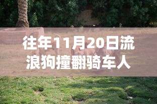 流浪狗撞翻骑车人事件回顾，投喂者的责任与赔偿背后的深思，引发社会深思的赔偿案例解析