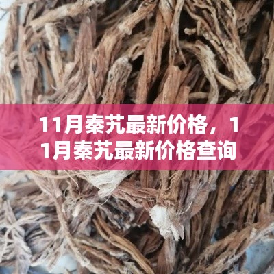 11月秦艽最新价格及购买指南