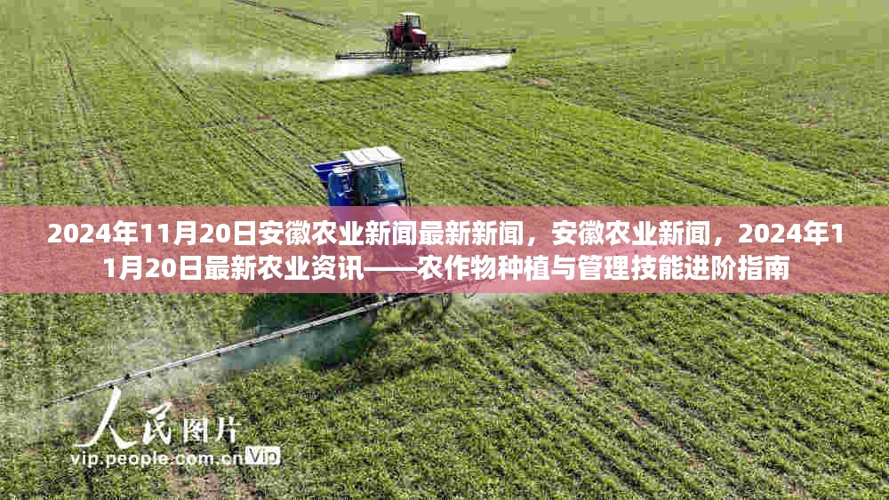 农作物种植与管理技能进阶指南，安徽农业新闻最新资讯（2024年11月20日）