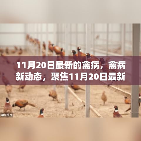 11月20日禽病最新动态，疫情进展及其深远影响聚焦