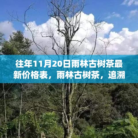 往年11月20日雨林古树茶最新价格表，岁月茶香中的价格变迁