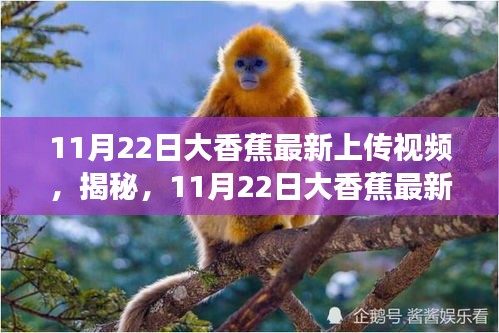 揭秘大香蕉最新视频背后的故事，揭秘视频背后的故事