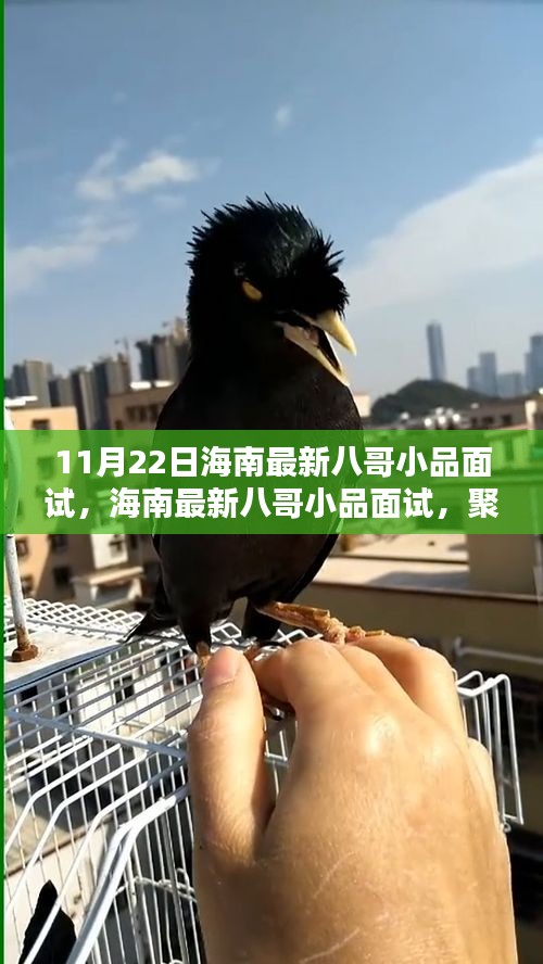 海南最新八哥小品面试深度解析，聚焦要点，展现精彩瞬间