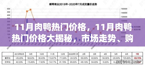 揭秘11月肉鸭市场走势与价格，购买攻略与养殖前景探讨