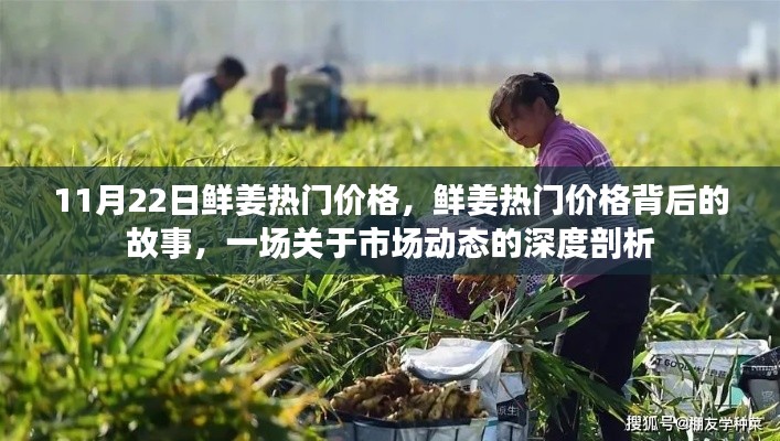 市场动态深度剖析，揭秘鲜姜热门价格背后的故事（11月22日）