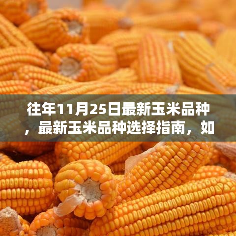 往年11月25日玉米品种精选指南，如何挑选优质玉米品种与最新品种介绍