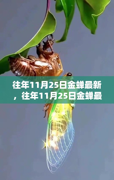 往年11月25日金蝉最新动态概览与更新信息