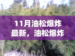 揭秘油松产品新特性与独特体验，最新油松爆炸事件分析