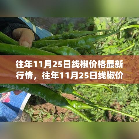 往年11月25日线椒价格行情及展望，最新分析与展望趋势预测