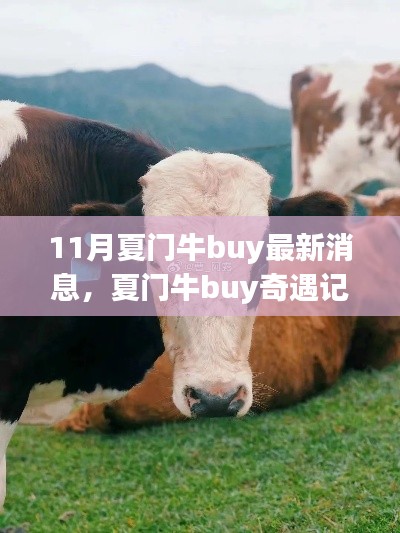 11月夏门牛buy最新消息，夏门牛buy奇遇记，11月的温暖购物之旅
