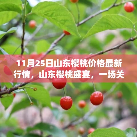 山东樱桃盛宴，友情与季节的温馨故事及最新价格行情（11月25日）