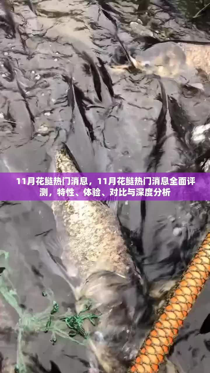 11月花鲢热门消息全面解析，特性、体验、对比与深度分析