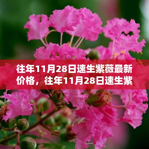 往年11月28日速生紫薇价格揭秘，最新行情分析与预测