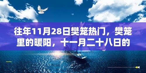 樊笼里的暖阳，十一月二十八日的温馨日常与热门风采