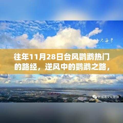 逆风中的鹦鹉之路，学习变化，成就自信与梦想起航的历程