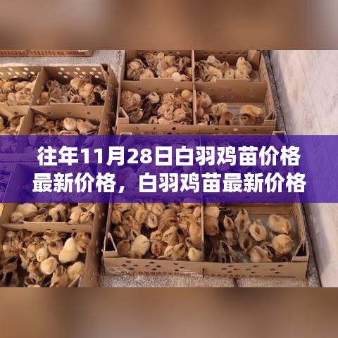 『往年11月28日白羽鸡苗最新价格动态，深度解析与用户体验分享』