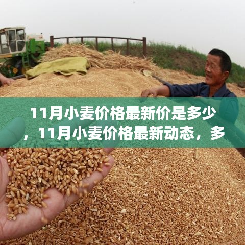 11月小麦价格动态，多方观点与市场走势深度解析