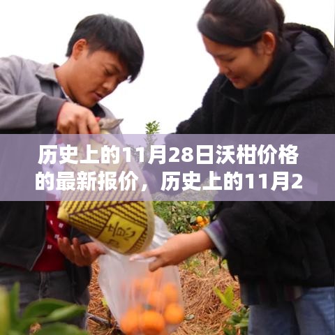 历史上的11月28日沃柑价格走势及最新报价深度解析