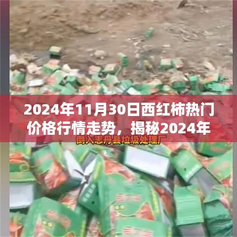 揭秘，2024年11月30日西红柿价格行情走势分析报告