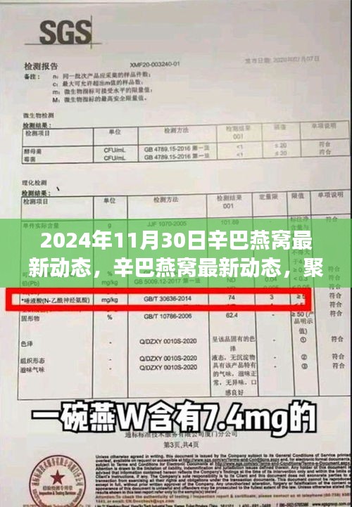 辛巴燕窝最新动态曝光，聚焦未来发展趋势与深度解析（2024年11月版）