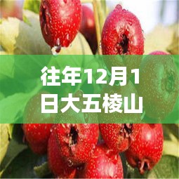 往年12月1日大五棱山楂市场行情与最新价格概览