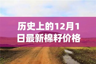 揭秘历史棉籽价格变迁与种子秘境中的温情故事，特色小店的种子秘境探索之旅（12月1日最新资讯）