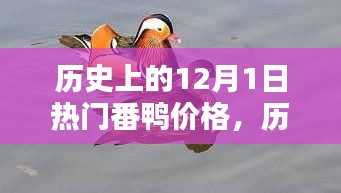 历史上的番鸭价格深度解析，聚焦十二月一日热门番鸭市场趋势