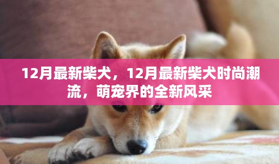 12月柴犬时尚潮流，萌宠界全新风采