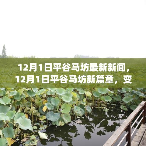 平谷马坊新篇章，变化中的学习，铸就自信与成就之光（最新新闻报道）