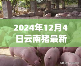 聚焦云南，2024年猪疫情最新态势下的观点探讨