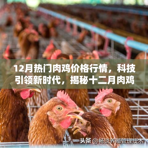 科技揭秘，十二月肉鸡价格行情的智能分析与热门行情展望