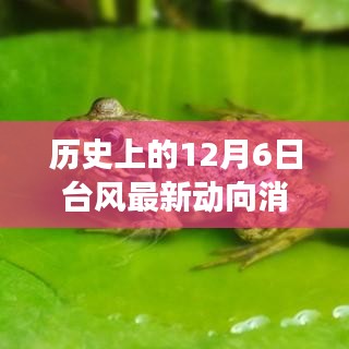 历史上的12月6日台风最新动向消息，历史上的12月6日再现风云，新一代智能台风追踪系统重磅来袭