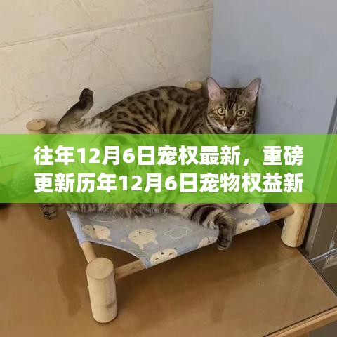 历年12月6日宠物权益重磅更新，小红书独家解析，共创和谐宠物生态圈新动态