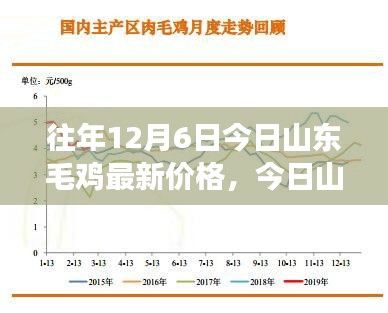 深度解析，山东毛鸡最新价格动态及市场趋势预测（今日12月6日）