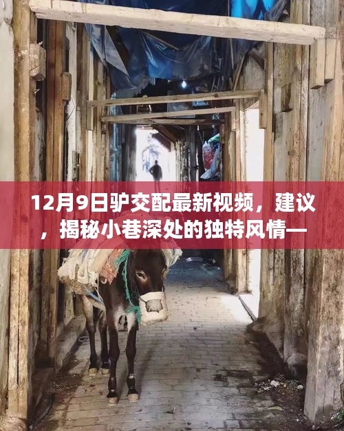 12月9日驴交配最新视频，建议，揭秘小巷深处的独特风情——角落里的驴趣小店