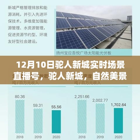 驼人新城，探寻自然美景的直播之旅，寻找内心的宁静与平和