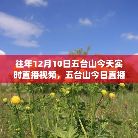 五台山今日直播，冬日心灵之旅，温馨日常与友情纽带