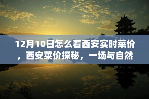 西安菜价探秘，与自然美景的邂逅之旅中的实时菜价观察