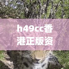 h49cc香港正版资料,市场趋势方案实施_创意版10.524