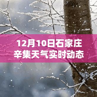 石家庄辛集天气预报实时动态，掌握天气变化，应对日常必备知识