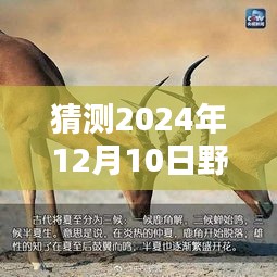 揭秘未来动态，预测与揭秘野狗实时动态（2024年野狗最新预测）