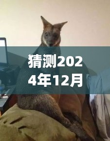 袋鼠店长的小日常，时光友情与评论的温馨故事（实时更新猜测2024年12月13日）