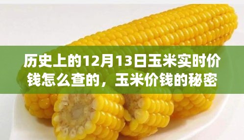 温馨日常揭秘玉米价格变迁，历史玉米实时价格查询与秘密探寻