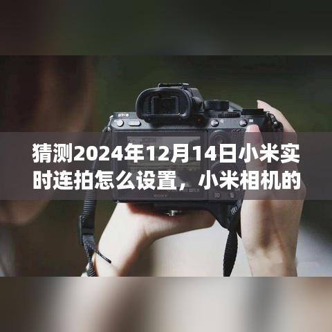 百鸟朝凤 第4页