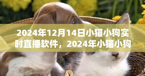 窥探宠物直播新潮，小猫小狗实时直播软件各方观点热议