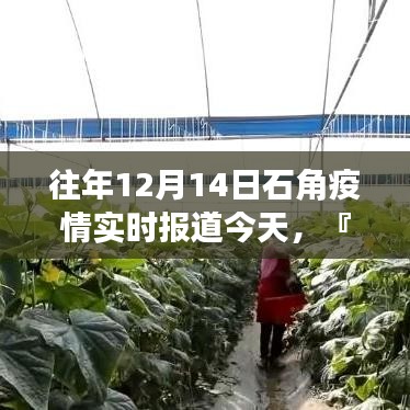 往年12月14日石角疫情实时报道全面评测与介绍