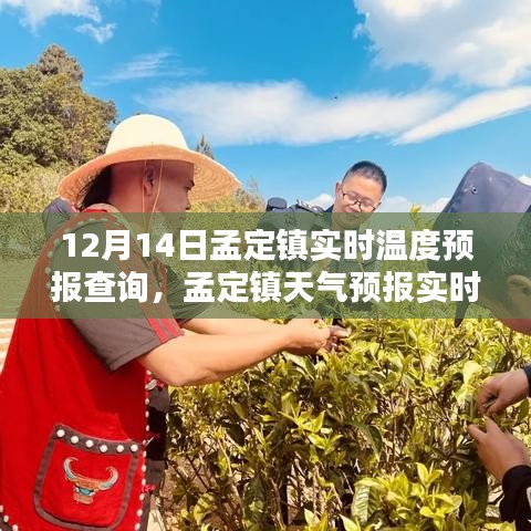 孟定镇天气预报实时查询系统深度体验与全面评测，实时温度预报查询体验