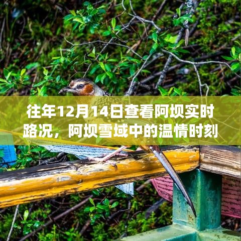 阿坝雪域温情时刻，与友同行的路况探寻之旅（实时路况更新）