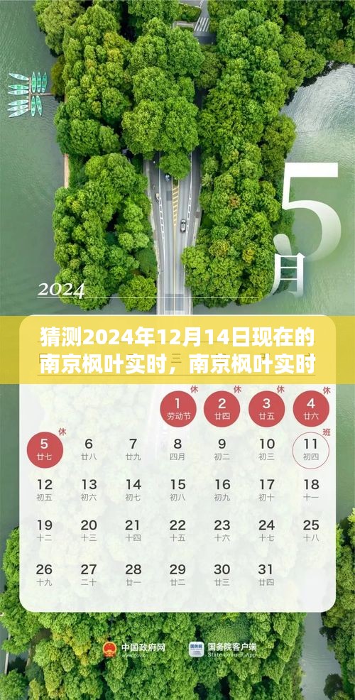 南京枫叶预测，实时分析、深度体验与未来展望（2024年12月14日）